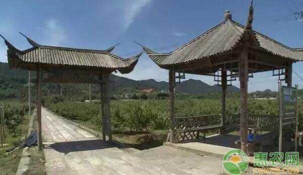 水蜜桃采摘基地四季鲜果园 