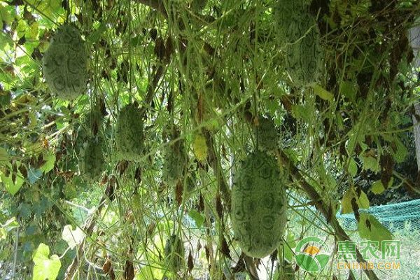 火参果的栽培技术