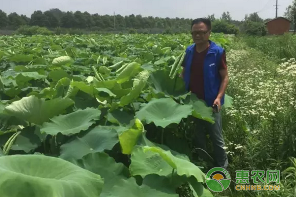 金山镇精准扶贫成功案例：新品种莲藕种植为群众增收百万元