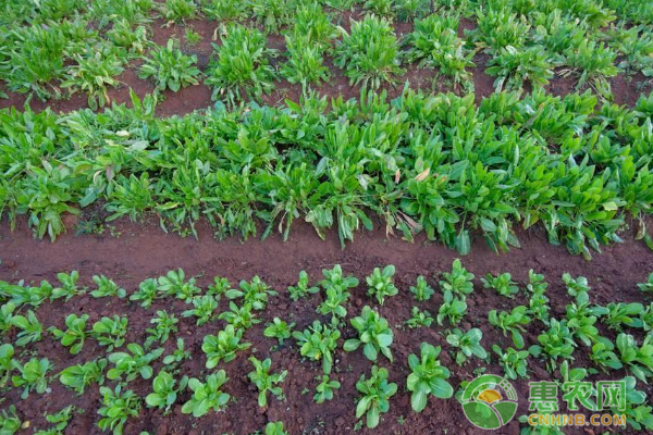 基地年产蔬菜8000多吨