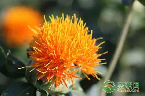 <a href='https://www.cnhnb.com/t/17449.html' class='j-href' target='_blank'><span style='color:#FF8001'>农民种植</span></a>红花致富案例