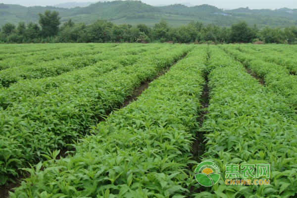 90后小伙返乡种中草药，一年收入120万元圆脱贫梦