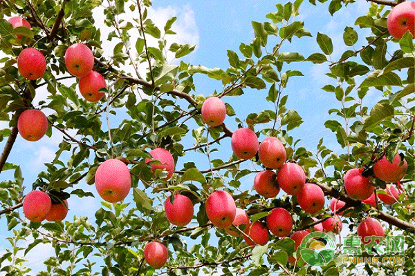 7月份苹果园管理四不宜