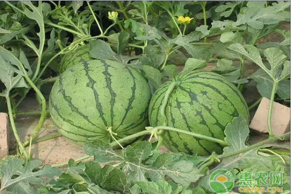 红升村居民种植的西瓜又大又圆，种植西瓜致富