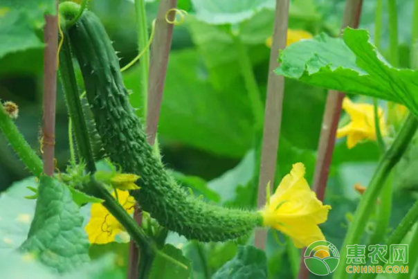 咸宁菜价市场7月最新行情：鱼类和蔬菜类平均价格上涨