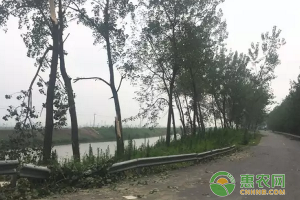 灾害造成部分地区畜禽圈舍倒塌、树木（果树）折断