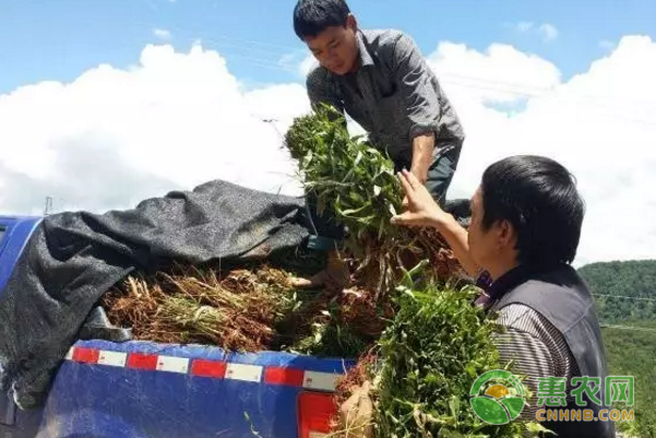 凉山乡贫困山区脱贫致富：花椒种植农户喜住砖房