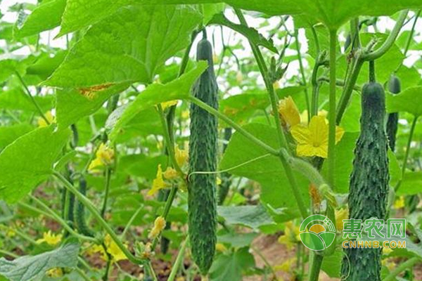 黄瓜高产种植新绝招