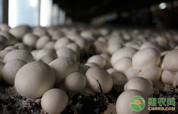 干食用菌想拿农业补贴? 农业补贴有这么容易拿吗? 干<span style='color:#FF8000'>食用菌</span>想拿农业补贴? 农业补贴有这么容易拿吗?