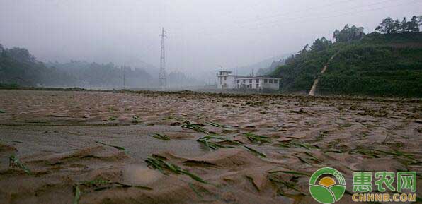 洪水退去后的田地