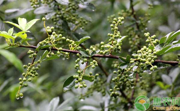 青花椒<a href='https://www.cnhnb.com/t/42114.html' class='j-href' target='_blank'><span style='color:#FF8001'>种植产业</span></a>