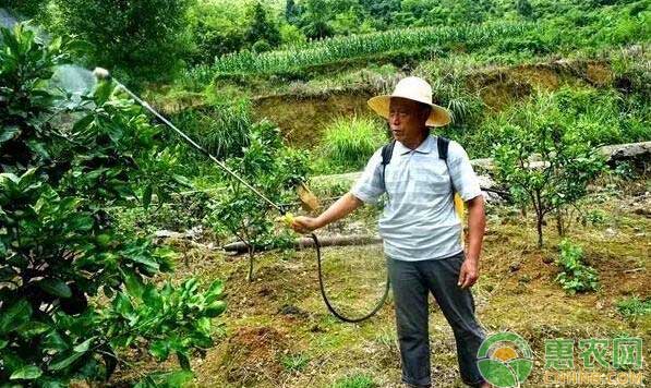 农民种植三红蜜柚