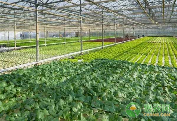 辉南县：大力打造棚膜种植，力促当地经济发展