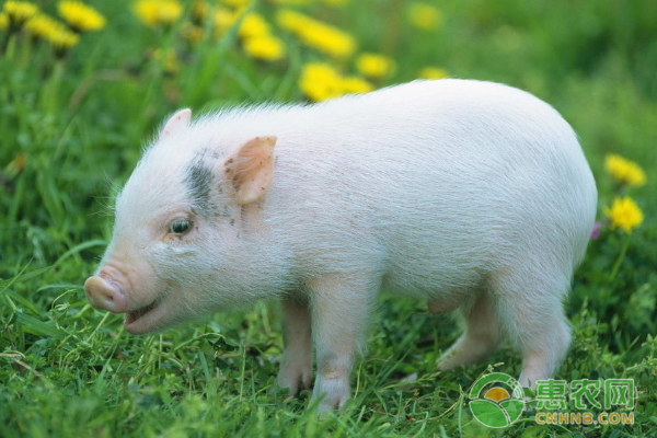 夏季高温养猪场风险多 喂食预防是关键