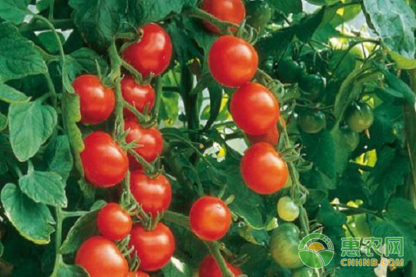 特别的西红柿品种