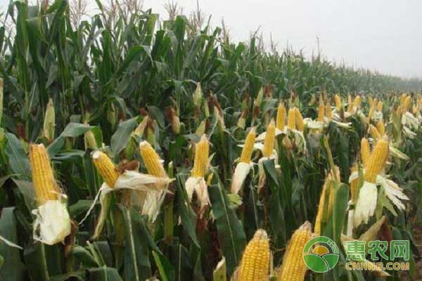   夏玉米后期种植管理技术之授粉避开高温玉米的质量才会好！