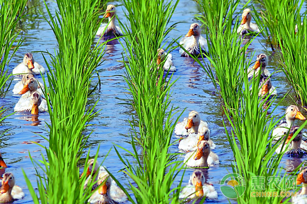 一群鸭子欢快地在稻田里自由穿行