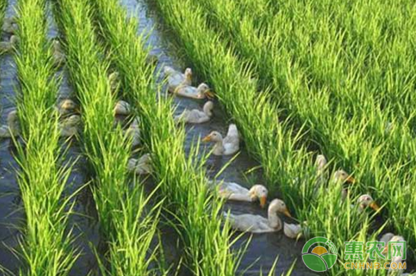 祝三乡养殖新玩法：稻田里来了一群鸭