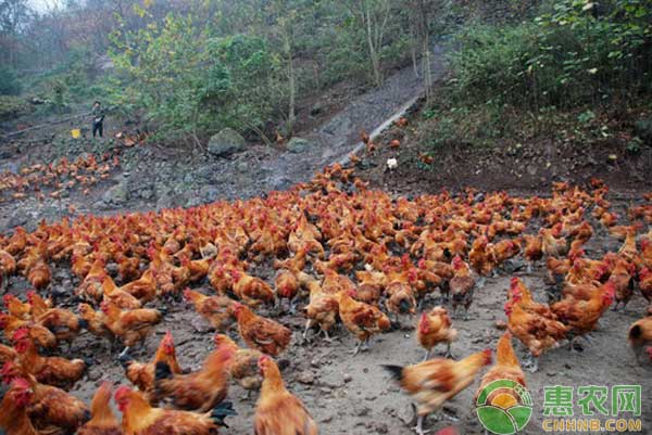 这三种鸡群易患疾病，肉鸡养殖户一定要引起重视