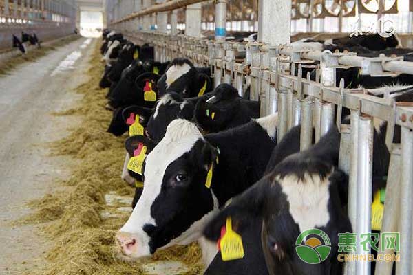 缓解奶牛夏季热应要进行日粮营养调整，补充矿物质元素