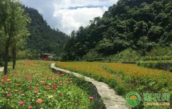 乡村旅游如何带领村民脱贫致富？