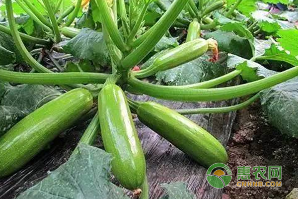 甘肃省：种植有机蔬菜助民增收