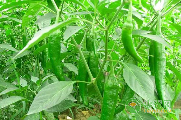 甘肃省：种植有机农产品带民脱贫致富