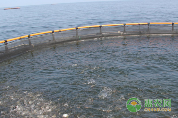 东海岛金鲳鱼养殖的整体情况良好