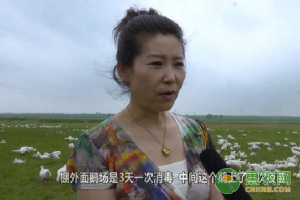 黑龙江省养鹅致富项目