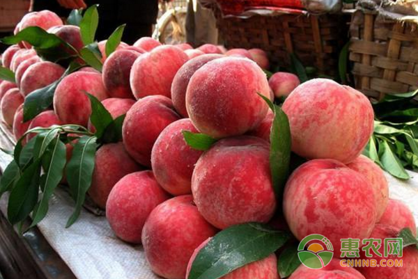 桃子颜色形状俱佳却没市场 农副品价格低迷到底因为啥？