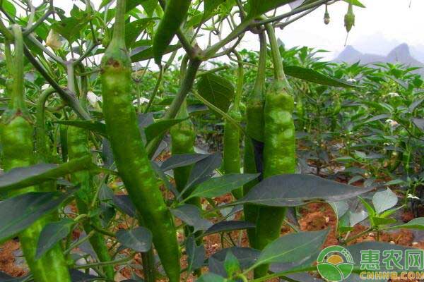 蔬菜种植产业助农增收