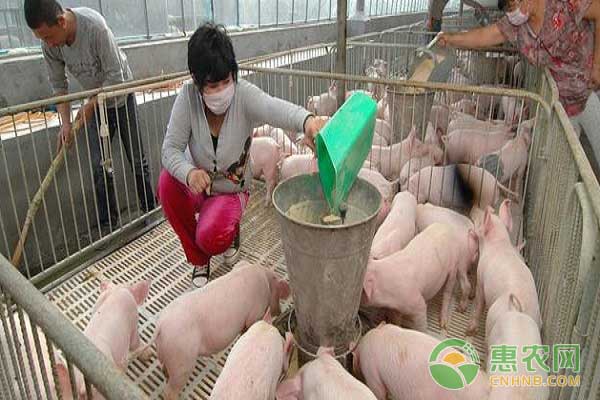 2017年7月25日湖南生猪价格最新行情