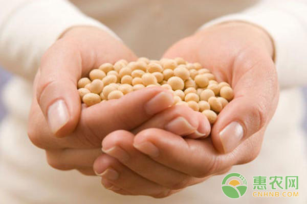 大豆种植户该买哪种大豆保险