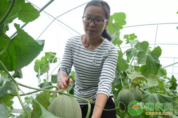 大棚种植“转型”记：找准市场方向 走有机之路