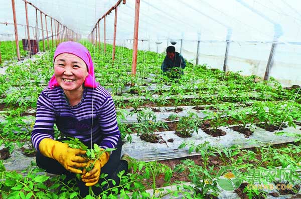 “土地托管”新模式不仅解放农民还能创增收