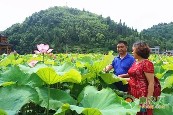 李木良与同为该村“科特派员”的爱人李晓红正查看荷花长势情况