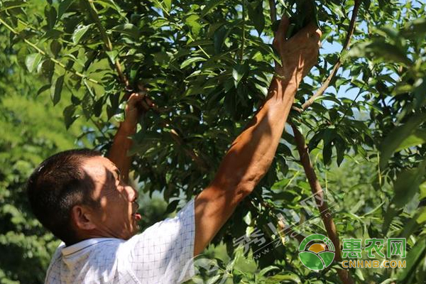 空心李种植结出致富果助“老司机”走致富之路