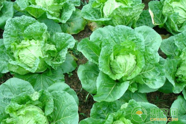农村种植大白菜的栽培技巧