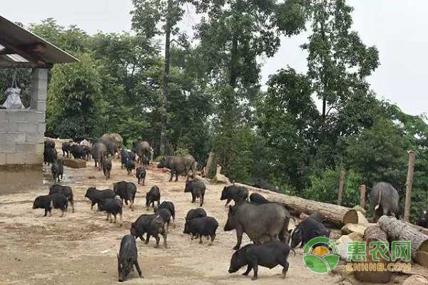 大学生养殖特种猪致富