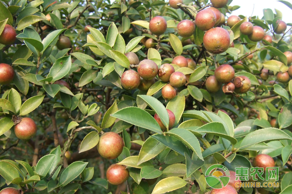 绿色<a href='https://www.cnhnb.com/' target='_blank'><span style='color:#FF8000'>农产品</span></a>油茶种植助农增收致富