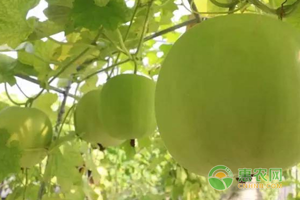 种植业前景分析：且看香芋冬瓜如何成为致富新贵 