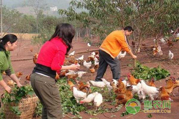 养鸡技巧:养鸡人必备的鸡病防控措施-惠农学堂