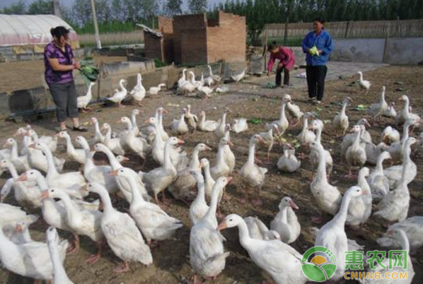 引进600多只肉鹅，精心饲养