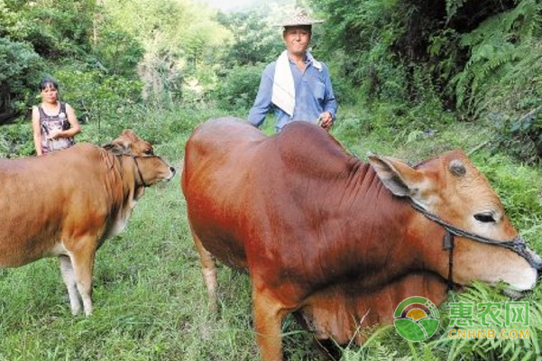 牛反刍时翻胃吐草
