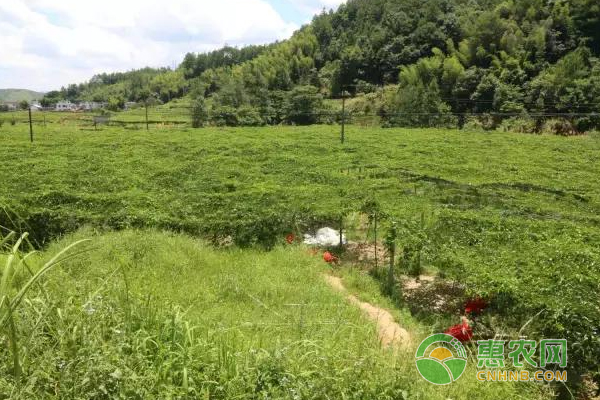 九连山生态百香果通过电商平台变“致富果”助民增收