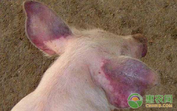 猪场蓝耳病如何诊断？如何防治？