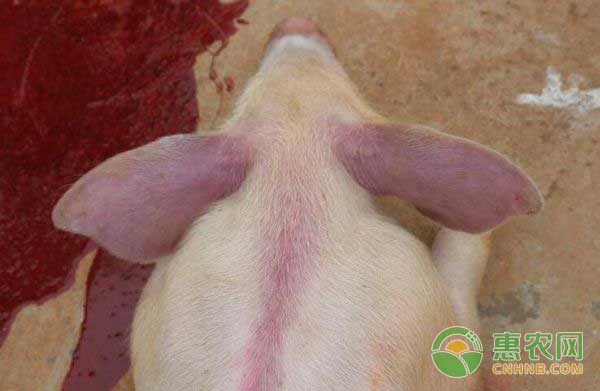 猪场蓝耳病如何诊断？如何防治？