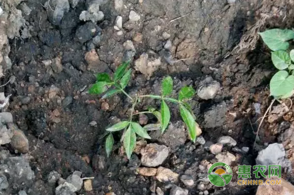 小小的青苗承载着农户的脱贫梦