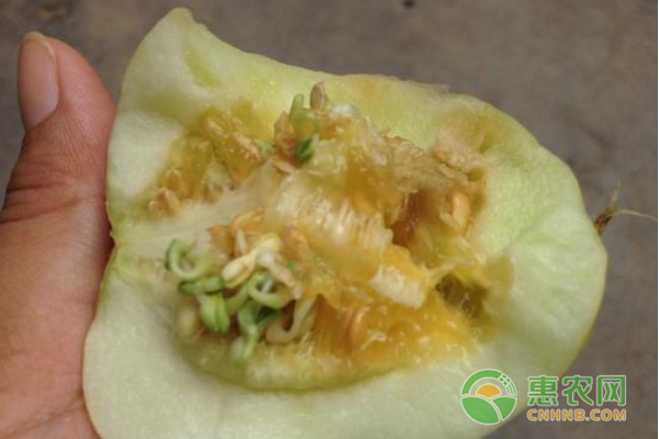 甜瓜居然发芽了，而且是瓜内发芽