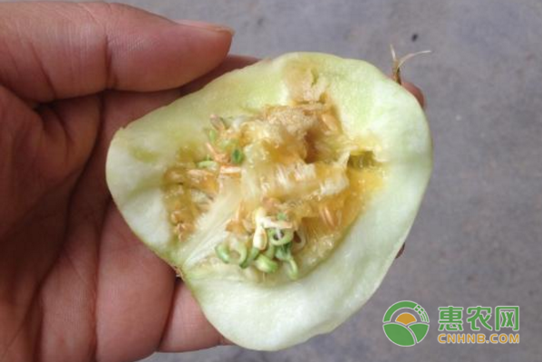 看着这甜瓜好好的怎么就自己发芽了
